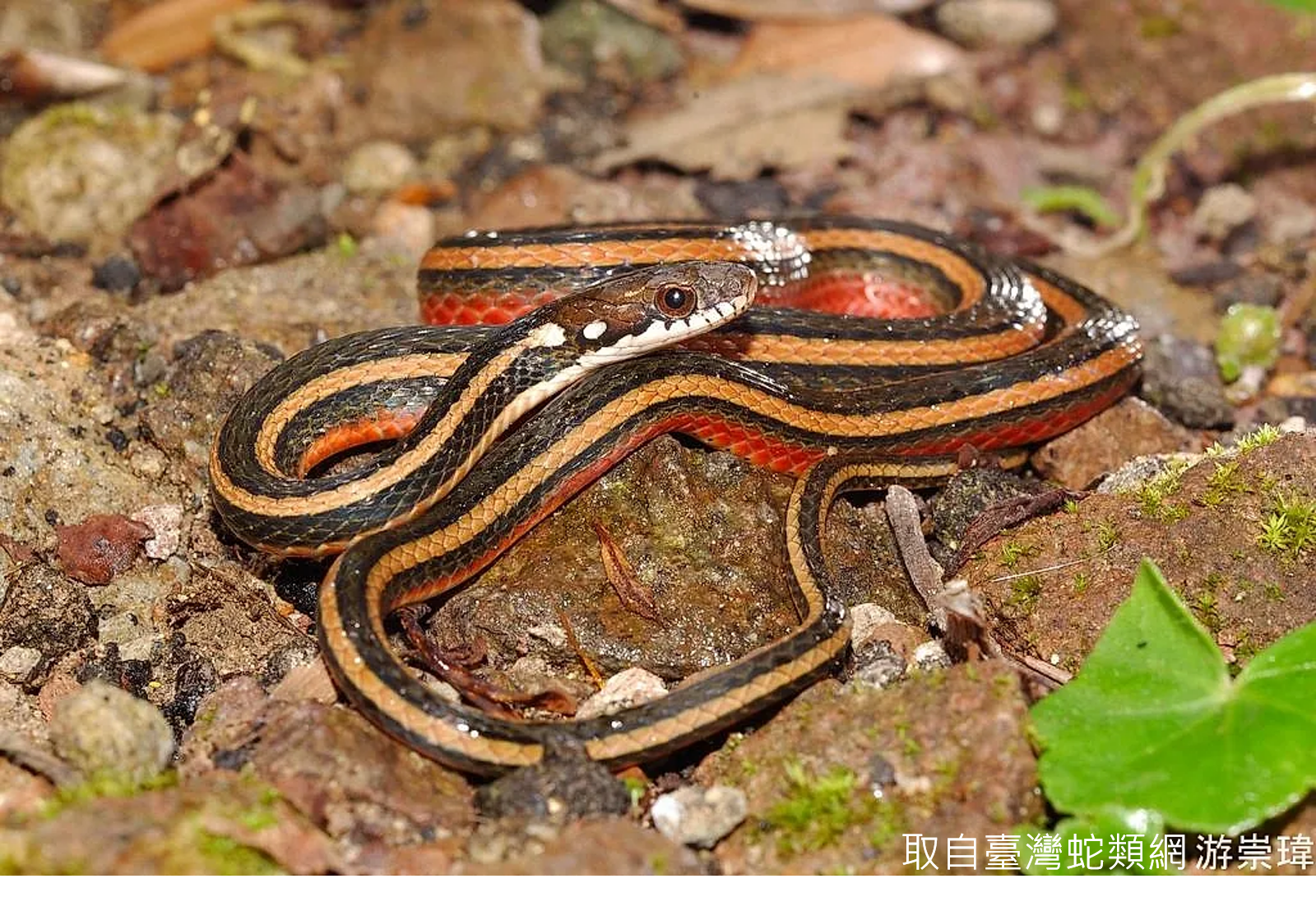 【Special Topic】Green Anniversary - World Snake Day